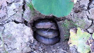 Amazing Fishing Secret Hole - Dry Season Catching Fish in Secret Hole