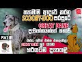 Great Dane ලා ගැන ඔබ නොදත් ඇත්ත කතාව - Part 01 - Great Dane Sri Lanka  - Ceylon Pet Media