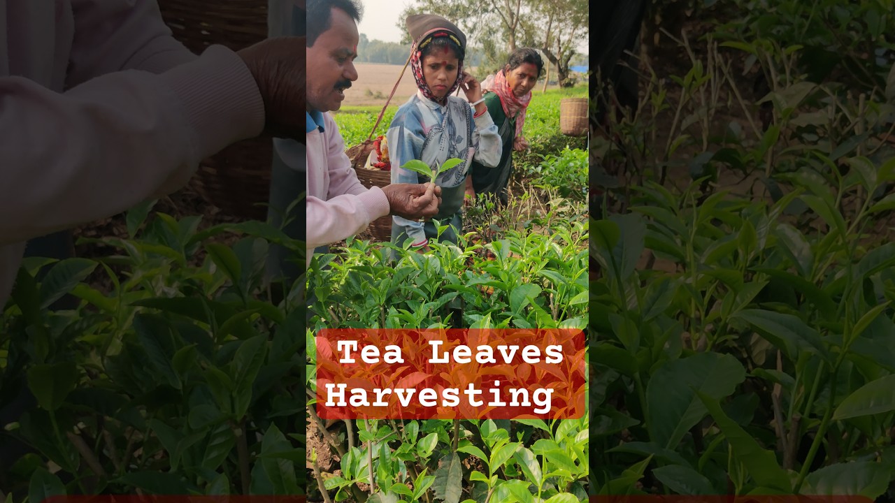 Plucking Tea Leaves 🌱 
