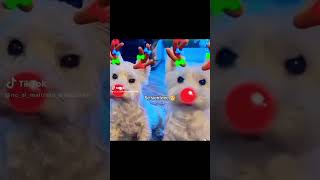 Desde Septiembre Se Siente Que Viene Diciembree