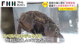 人の命を脅かす猛毒カニも  夏に注意！身近に潜む危険生物