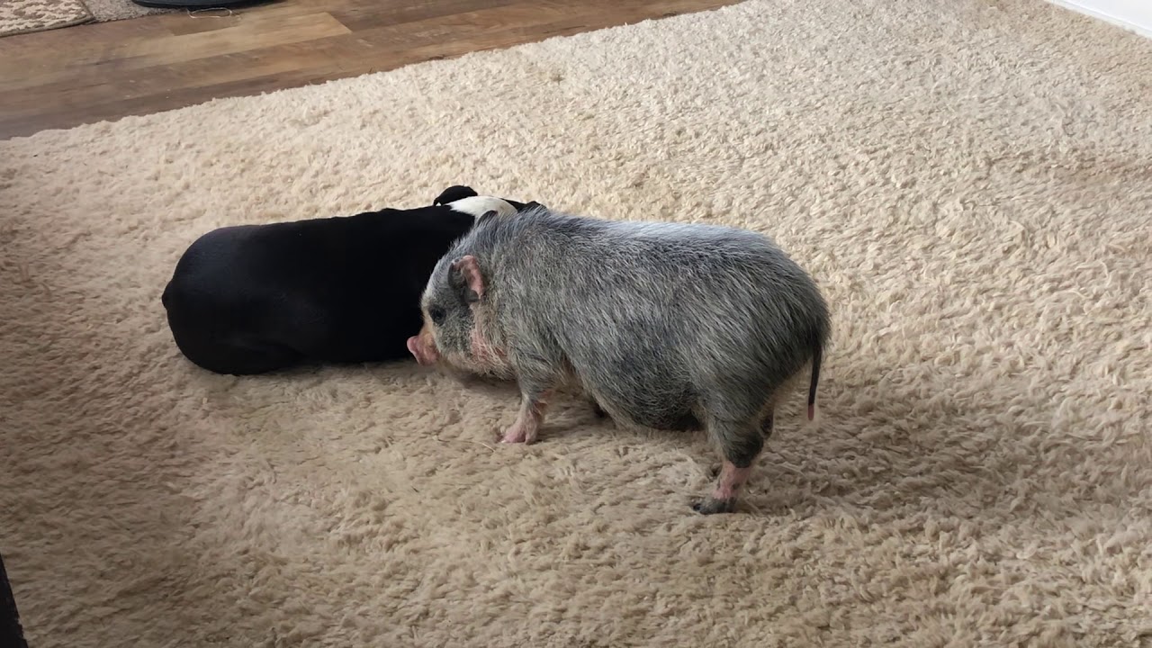 Timmy has something to tell Finn