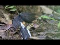 White Rumped Shama