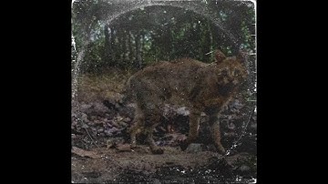 Cat Life Bbm 129bpm sample by @poolooloop