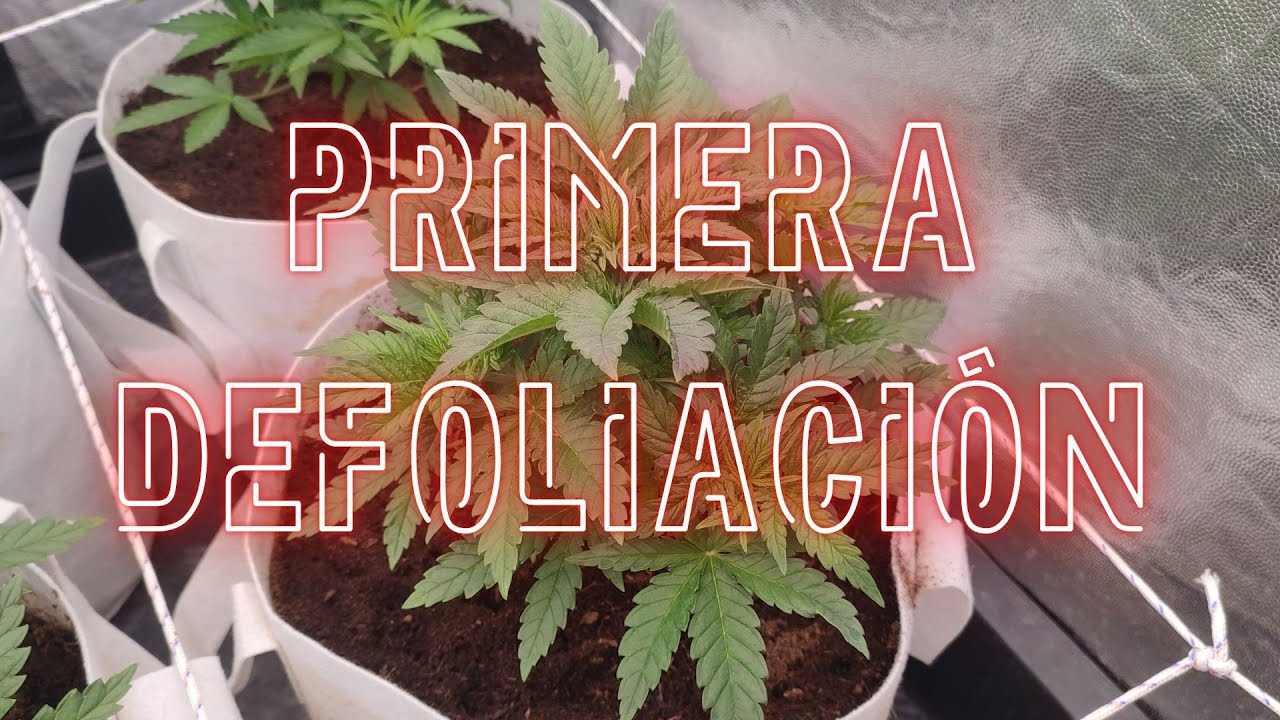 🌱 CAPÍTULO 4 | PRIMERA DEFOLIACIÓN | SEMANA 4 DE CRECIMIENTO 🌱