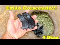 Criando Coelhos Soltos no Quintal/ filhotes de Mini Coelho