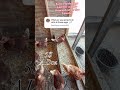Farm-fresh eggs collected daily straight from our chickens