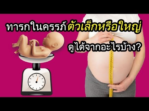 พัฒนาการทารกในครรภ์ : ทารกในครรภ์ตัวเล็กหรือใหญ่ดูได้จากอะไรบ้าง? | ตรวจครรภ์ | คนท้อง Everything