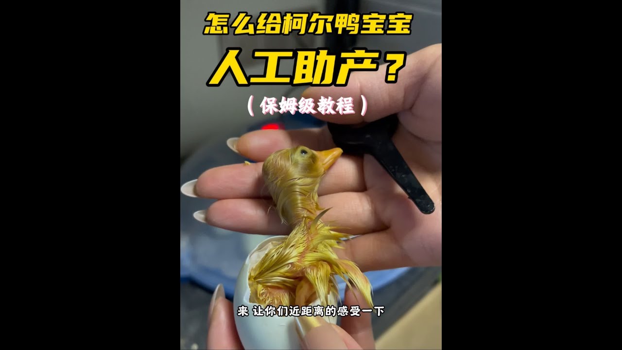 怎么给柯尔鸭人工助产？来抄作业了！#人工孵化 #柯尔鸭孵化 #柯尔鸭孵化教程 #柯尔鸭孵化日记 #柯尔鸭蛋