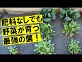 根を増やす菌が見つかりました！　乳酸菌/イースト菌/ビール酵母菌　※動画内で使用したナットウキナーゼは納豆菌そのものではありませんでした。よって納豆菌は除外してご参照ください。