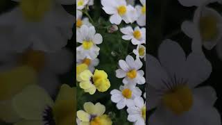 #flowers #lifeisbutadream #rose #garden #birds #relaxingmusic #gardening #beautiful #blumen #spring