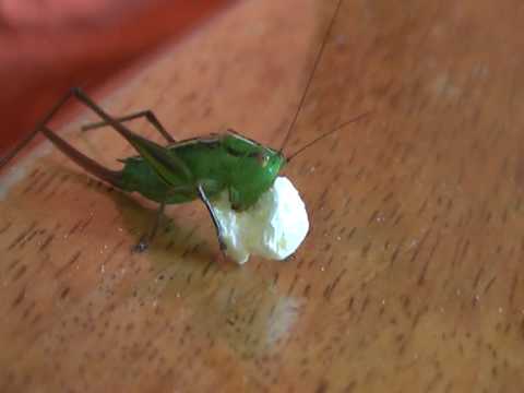 Grasshopper eating Popcorn