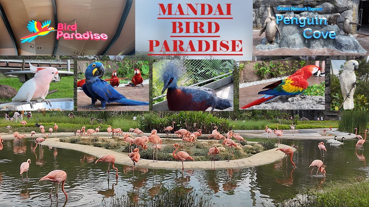 Walking Tour: Mandai Bird Paradise Singapore 2024