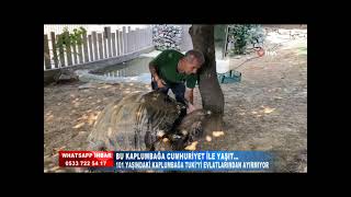 101 Yaşindaki̇ Kaplumbağa Tuki̇yi̇ Evlatlarindan Ayirmiyor