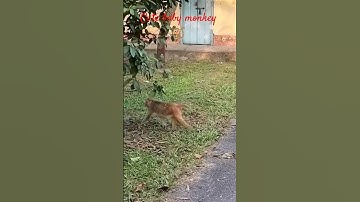 #watch full #shorts how baby monkey 🐒🐵 climbing on tree #trending #reels #viral #animals #love