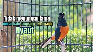 PANCINGAN murai batu GACOR melatih bongkar  isian, Jadikan burung murai cepat bunyi langsung bringas