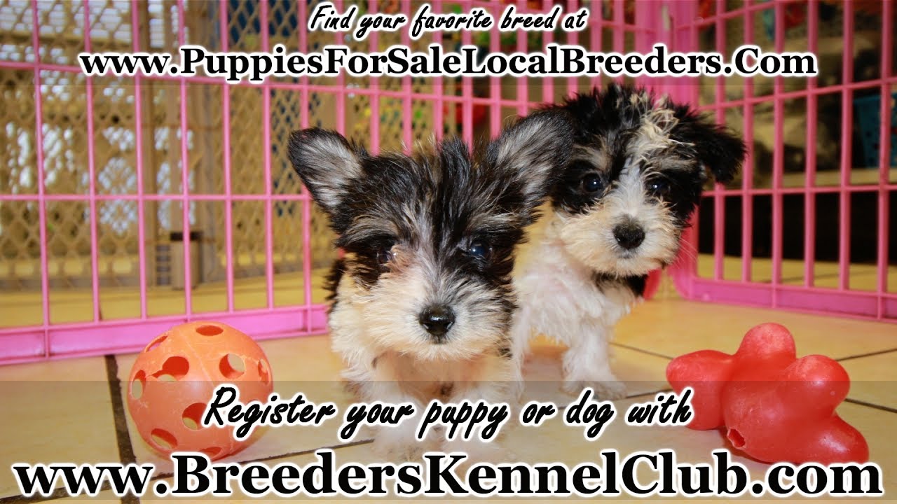 SCHNORKIE PUPPIES FOR SALE IN GA GEORGIA LOCAL BREEDERS
