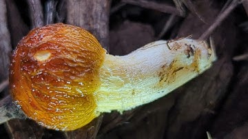 Photographing Mushrooms, with Alan Rockefeller