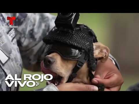 Comando, el pequeño chihuahua de la Guardia Nacional que ya entrena para rescates