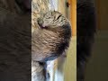 domestic long hair feline (felis cactus) #cat #cute #funny #animals #fyp