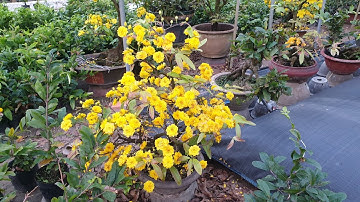 Kĩ Thuật Nuôi Mai Cúc Thọ Hương Nụ Nhiều - 11.01.2022