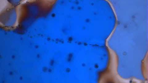 Formation of apparent microcrack in polycrystalline camphor