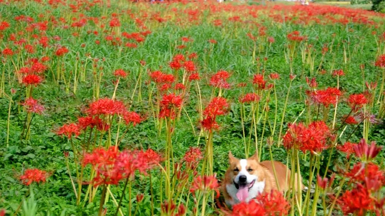 Lycoris, Koide river /  ヒガンバナ  20120929 Goro@Welsh corgi