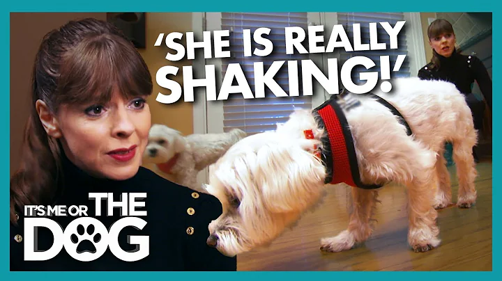 Victoria Distressed By Dog TERRIFIED of Wooden Flo...