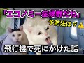 海外旅行帰りにエコノミー症候群で死にかけた話 #猫ミーム