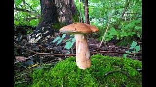 Білі гриби знову кличуть до лісу.Червень 2023