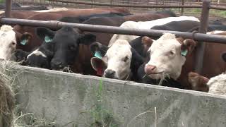 Agriculture Economic Tidbits: Beef Processing Expansions