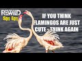 Greater flamingos  tough as nails