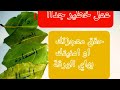 أخطر وصفة ممكن تشوفا لحد هلق لتحقيق المعجزات امنيات خطرة 