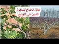 ماذا تحتاج شجرة التين شهر 3 و 4 مارس و افريل ماذا تحتاج شجرة التين شهر 3 و 4 مارس و افريل