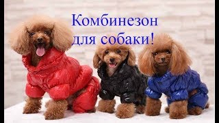 Комбинезон для собаки с алиэкспресс видео обзор Комбинезон для собаки с алиэкспресс видео обзор