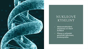 Které jsou nejdůležitější nukleotidy?