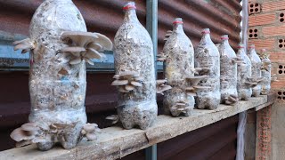 Try growing mushrooms with cardboard available at home and surprise ending
