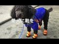犬用の靴を買いました 防寒対策やけが防止　植村直己さんも自分の服で作ったそうDrone Japan ISHIKAWA My favarite Dogs SHOES
