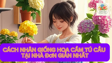 Cách nhân giống Hoa Cẩm Tú Cầu tại nhà đơn giản nhất