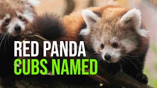 Baby Red Pandas Get Names