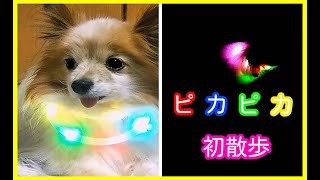 【少し閲覧注意】犬にLEDライトの首輪つけて散歩してみた/暗闇での様子など