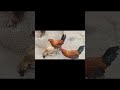 call 8886569509 #youtube #chicken #roosterfarm
