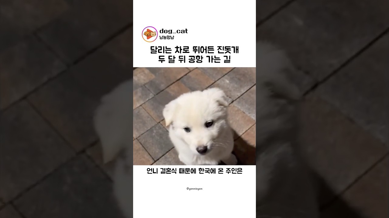 달리는 차로 뛰어든 진돗개의 반전
