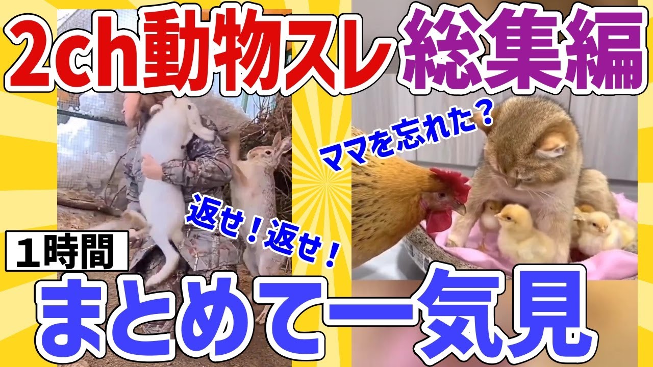 【2ch動物スレ総集編】ウサギ「俺の嫁を返せええ！」→その結果ｗ／猫さん「うちの子だけど？」コッコ「ちがう！」とブチギレ他
