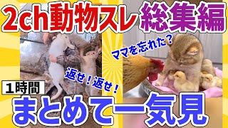 【2ch動物スレ総集編】ウサギ「俺の嫁を返せええ」→その結果猫さん「うちの子だけど」コッコ「ちがう」とブチギレ他