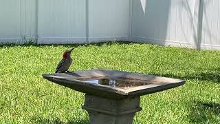 Red Bellied Woodpecker getting a drink.