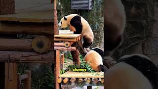 panda #animalfacts #wildlife #animals #facts #wildanimals #shorts #animalshorts #wildora