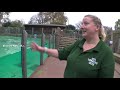 Covid: London Zoo animals suffering lockdown loneliness