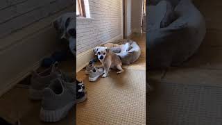 SHE DIDNT EVEN CHEW I- #dog #fyp #Shorts #olivialevinn