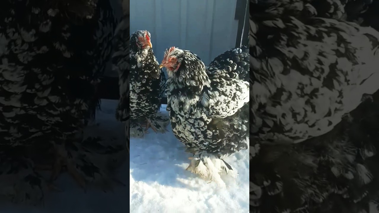 mottled heavy Cochin chickens 🥰 